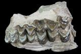 Oreodont Jaw Section - South Dakota #81938-1